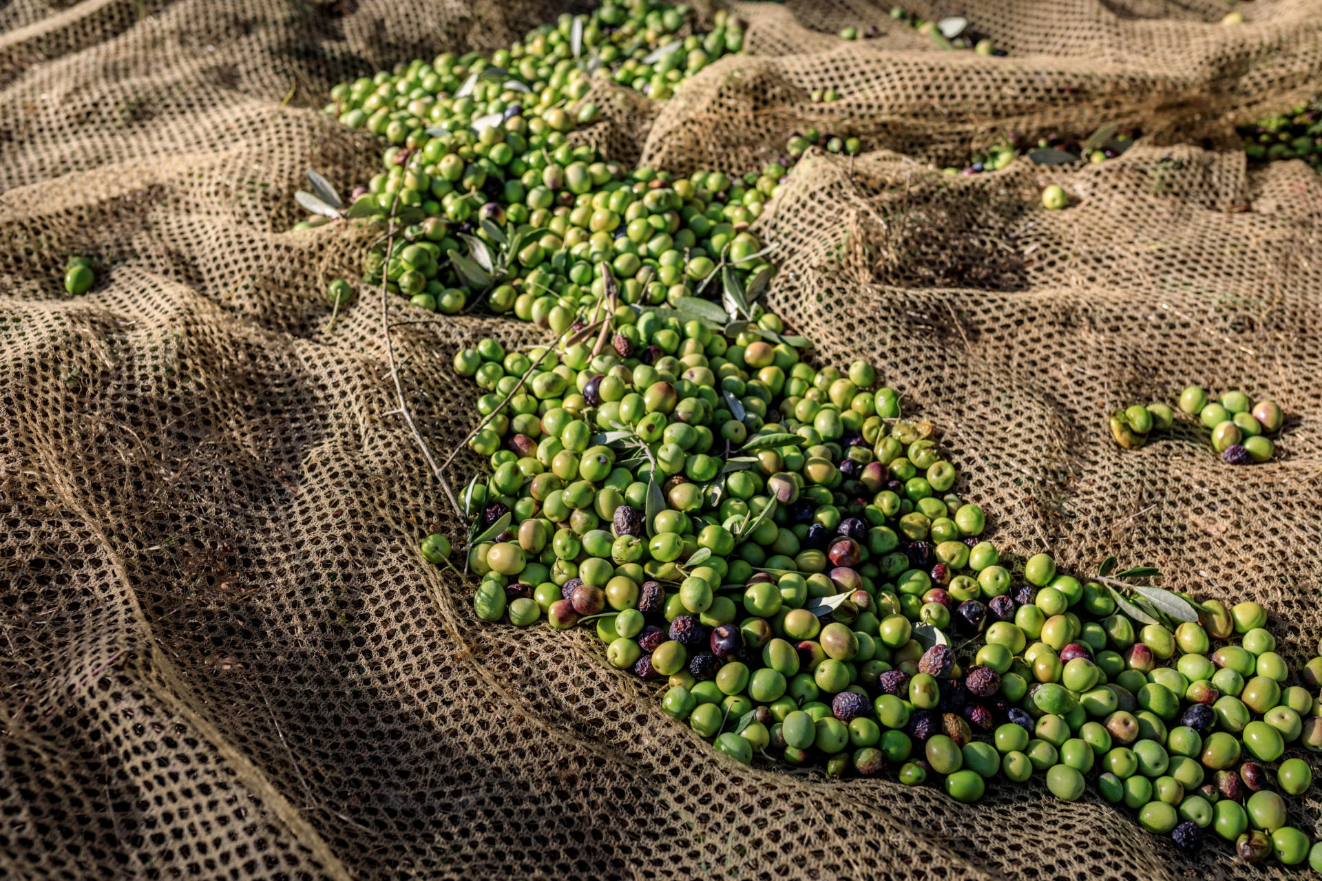 Je grüner die Oliven geerntet werden, desto höher ist ihr Polyphenolgehalt.Foto: © Hetty van Oijen